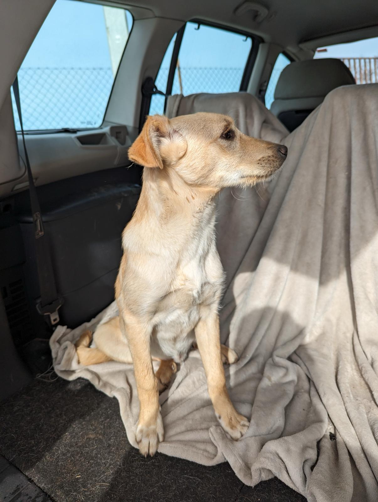 Cão resgatado em Fevereiro de 2024, um dos primeiros animais acolhidos pela associação