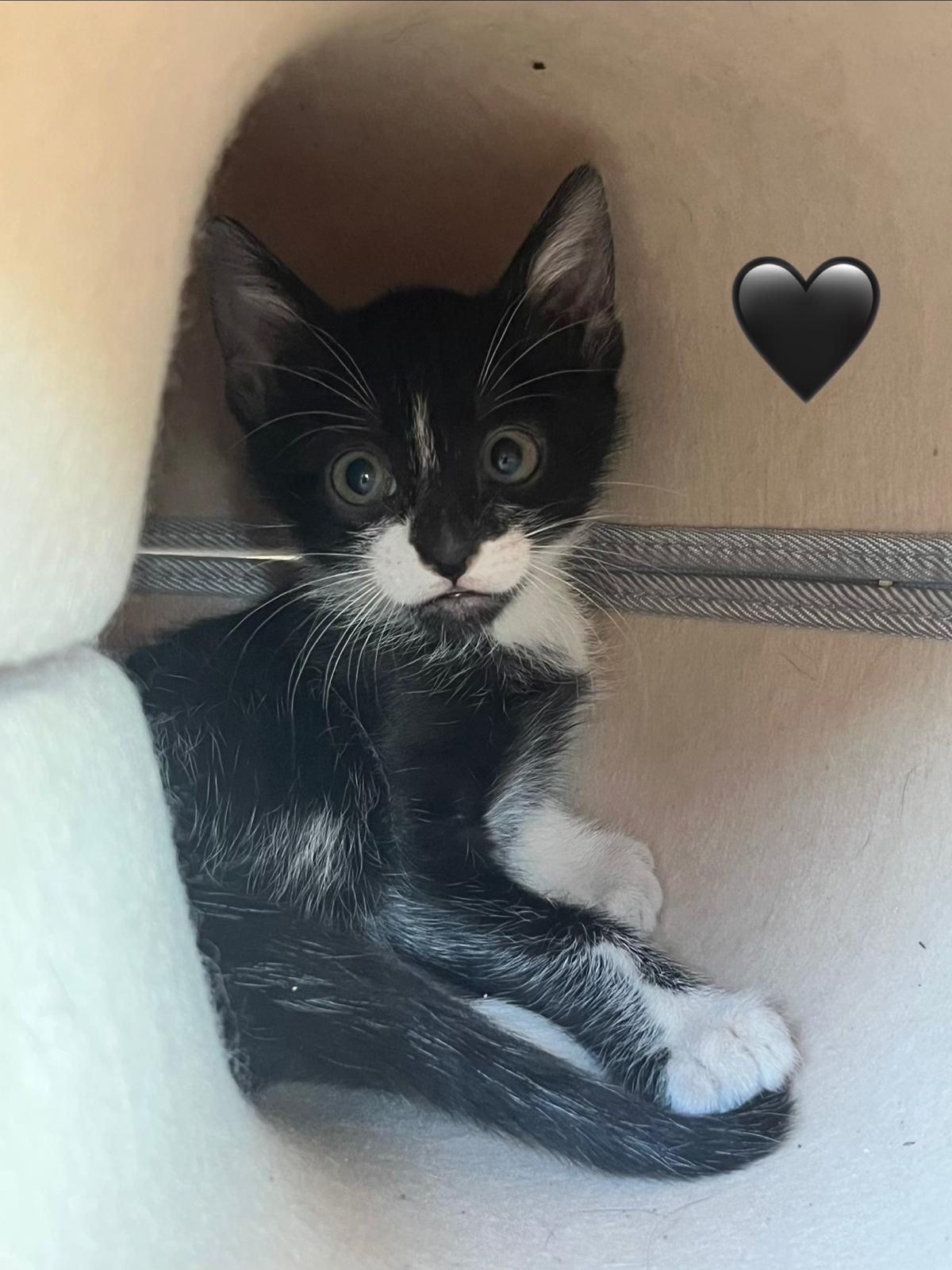 Fotografia de Baghera, gato disponível para adopção