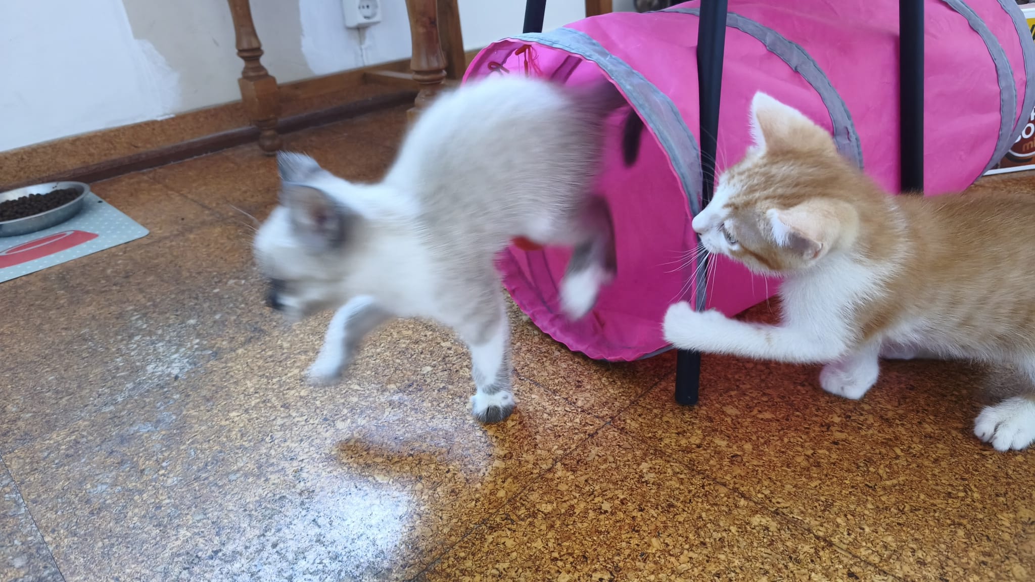 Fotografia de Diana, gato disponível para adopção