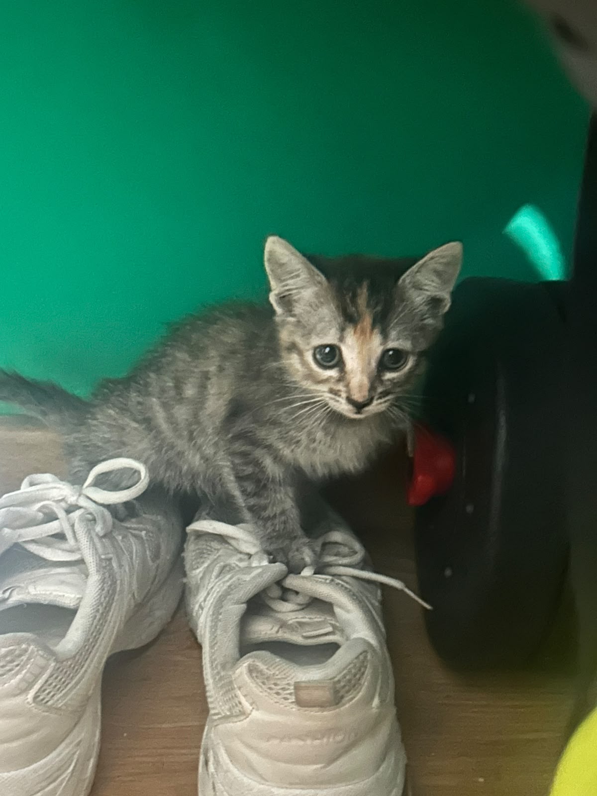 Fotografia de Familia Rebolosa, gato disponível para adopção