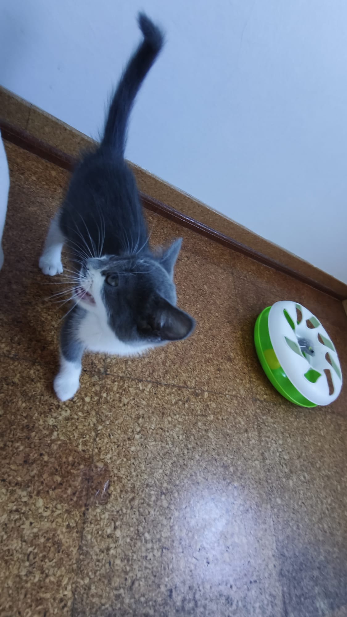 Fotografia de Wally, gato disponível para adopção