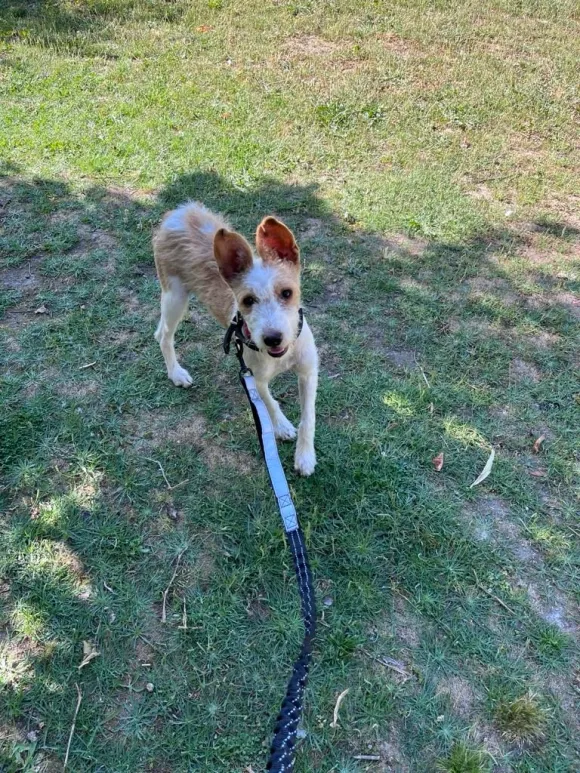Fotografia de Milou, cadela disponível para adopção