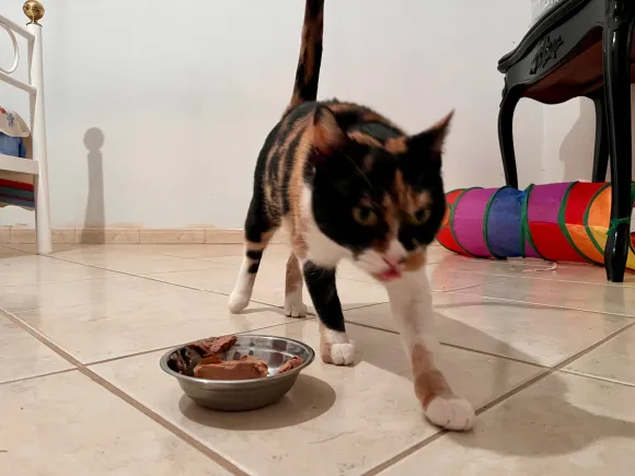 Fotografia de Mimi, gata em família de acolhimento