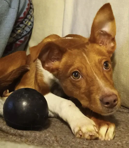Fotografia de Minie, cadela Podengo disponível para adopção
