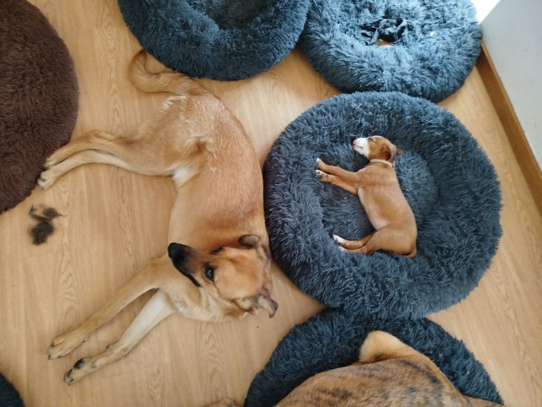 Do abandono ao acolhimento — cão resgatado pela associação